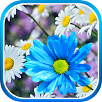 Cover Image of Download Daisies Flowers Live Wallpaper 1.0.1 APK