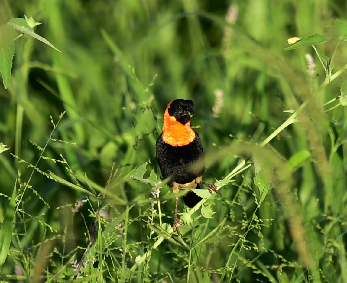 Bishop - Black-winged Red Bishop