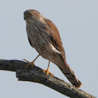 Sharp-shinned hawk