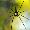 Giant Golden Orb Weaver