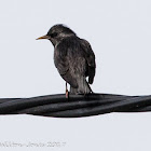 Spotless Starling; Estornino Negro