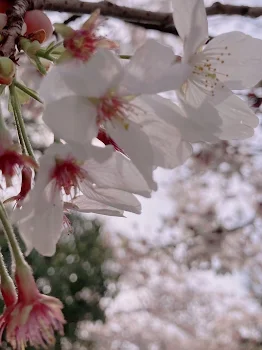 零桜