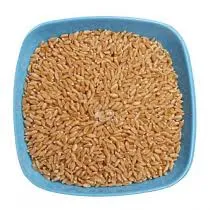 Lokwan Wheat - 1.500 gm