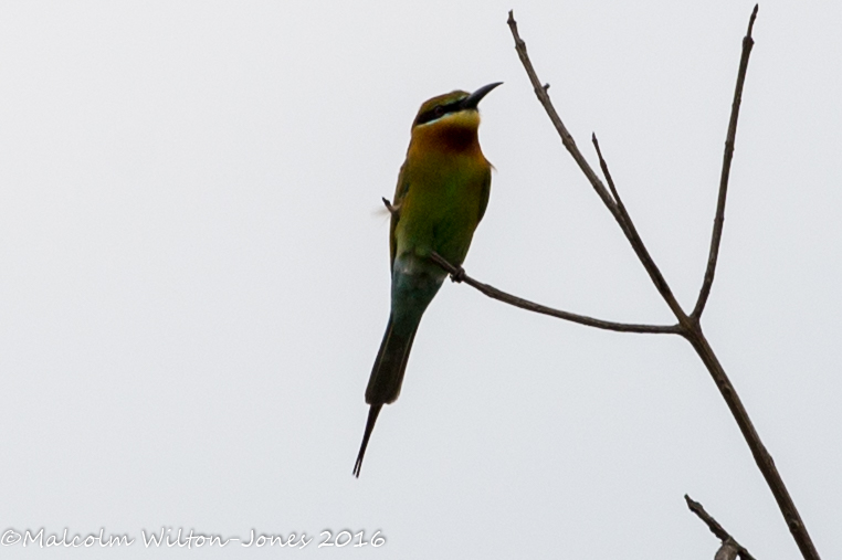 Blue-tailed Bee-eater