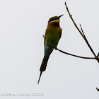 Blue-tailed Bee-eater