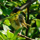 Bobolink