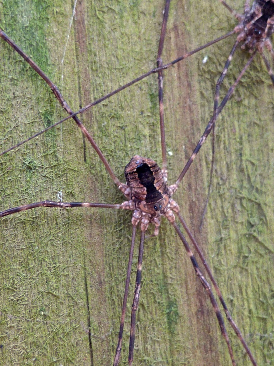 Harvestmen (Immatures)