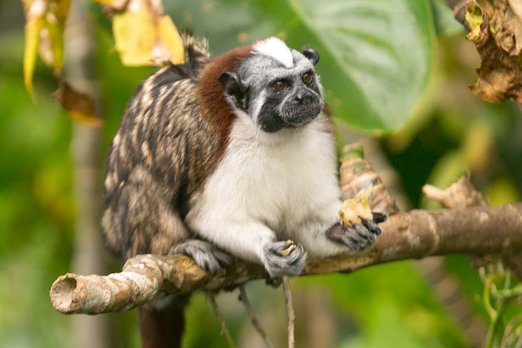  A squirrel-sized Tamarin or titi monkey at Monkey Island in Panama. 