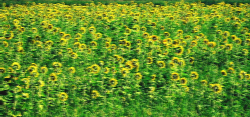 Un campo di girasoli di martapdn