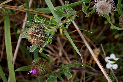 Centaurea corcubionensis