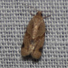 Garden Tortrix Moth