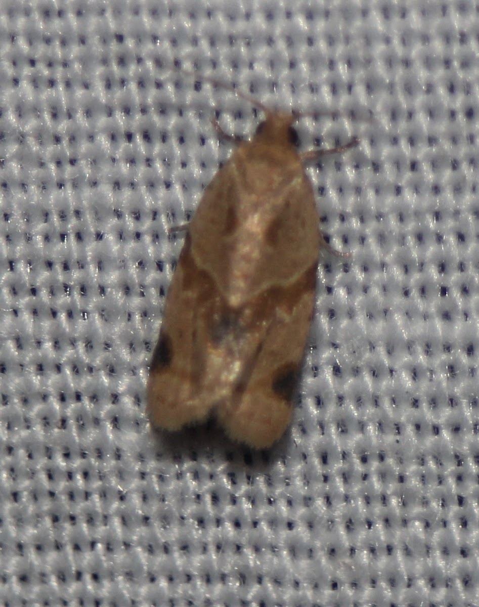 Garden Tortrix Moth