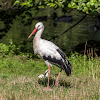 White Stork