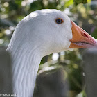 Domestic Goose