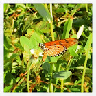 Tawny Coster butterfly