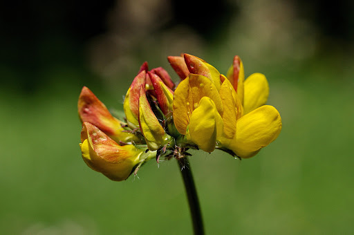 Lotus pedunculatus