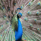 Indian peafowl