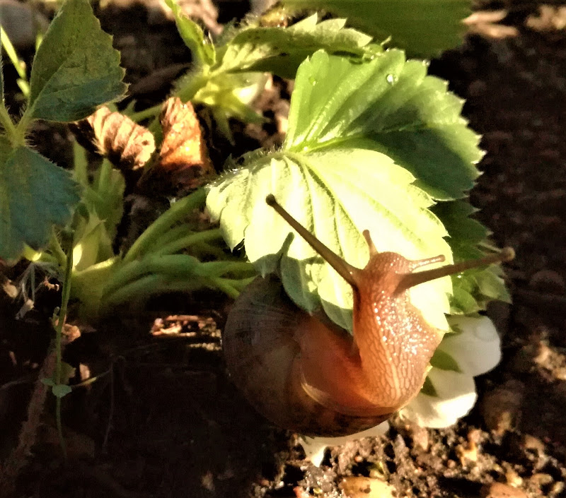 Dopo il letargo finalmente il primo pranzo al sole primaverile! di Inge