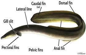 Image result for body parts of an eel