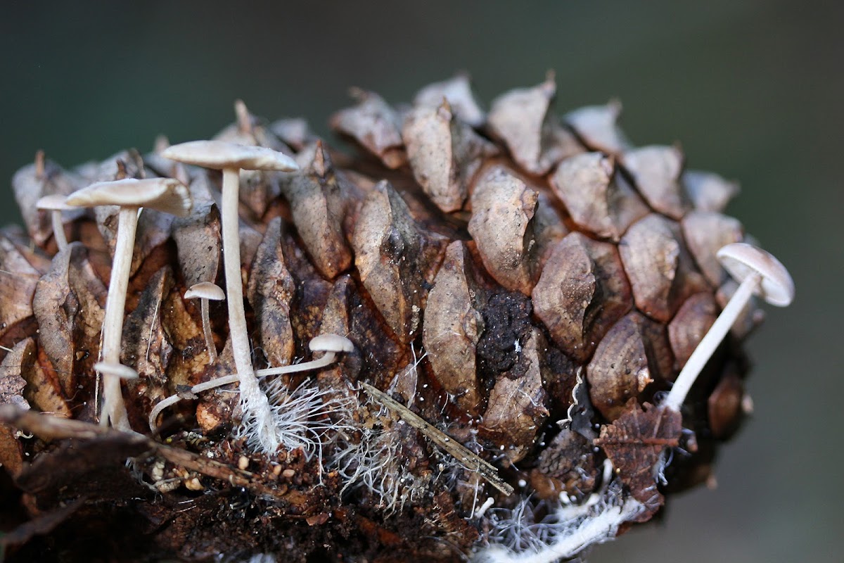 Conifercone Cap