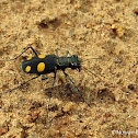 Tiger beetle