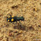 Tiger beetle