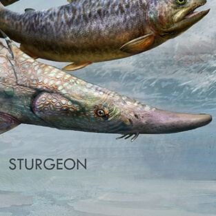 ARK2_STURGEON