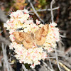 Dusky Metalmark butterfly