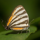 Hairstreak