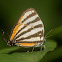 Hairstreak