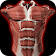 Système musculaire en 3D (Anatomie) icon