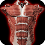 Muscular System 3D (anatomy) Apk