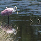 Roseatte Spoonbill