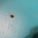 Seven-Spotted Ladybug