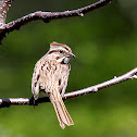 Song Sparrow