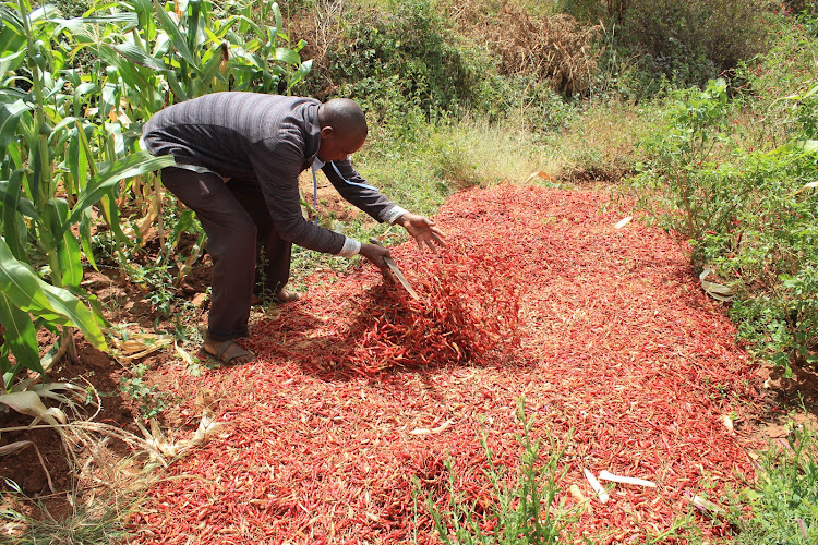 Jacob Mbiti said he incurred a loss of up to 500,000 shillings after his pepper overriped while on the farm for lack of market