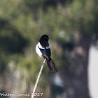 Magpie; Urraca