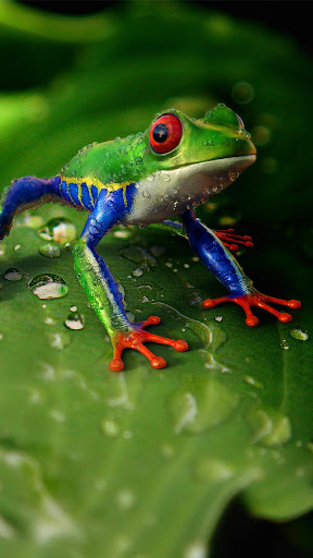 Nature Live Wallpapers  HD 4K