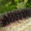 Tiger Moth Caterpillar