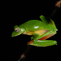 Malabar Gliding Frog