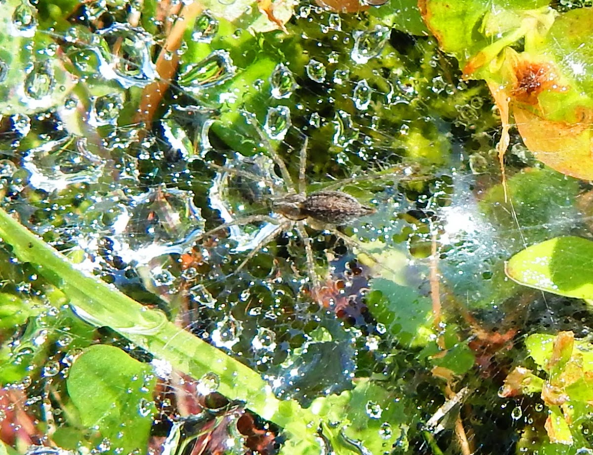 Nursery Web Spiders