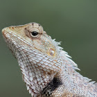 Oriental Garden Lizard