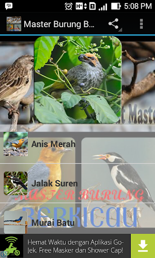 Masteran Burung Terlengkap