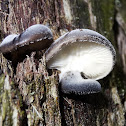 Gilled saprobic fungi