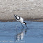 Avocet; Avoceta