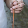 Red bellied snake