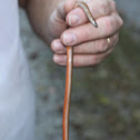 Red bellied snake