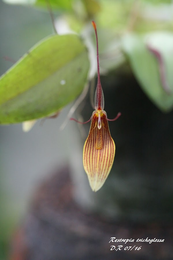 Restrepia trichoglossa KqAMcybNKrk2mBMD6CX1qrGGnrfQhXROBSD2uNvTbH8c_mXMjmCeRGO1ECjfDgtc96uW3D-6pfyHpQ=w1600-h900-no