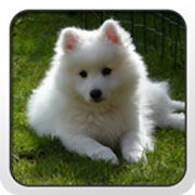 Japanese Spitz Theme - Nova/  Icon