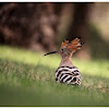 hoopoe